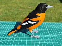 Baltimore Oriole – A1