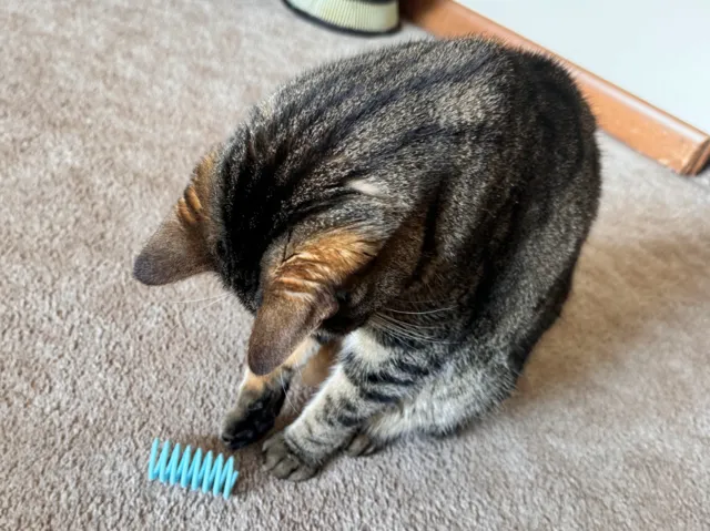 Bouncy Cat Spring Toy
