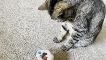 Bouncy Cat Spring Toy view 2