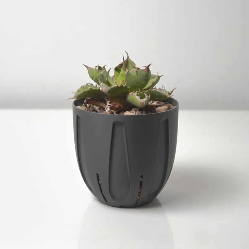 Agave / Caudex pot