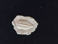 0.2mm 层高, 2 层墙, 10% 填充