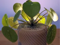 Planter Size M