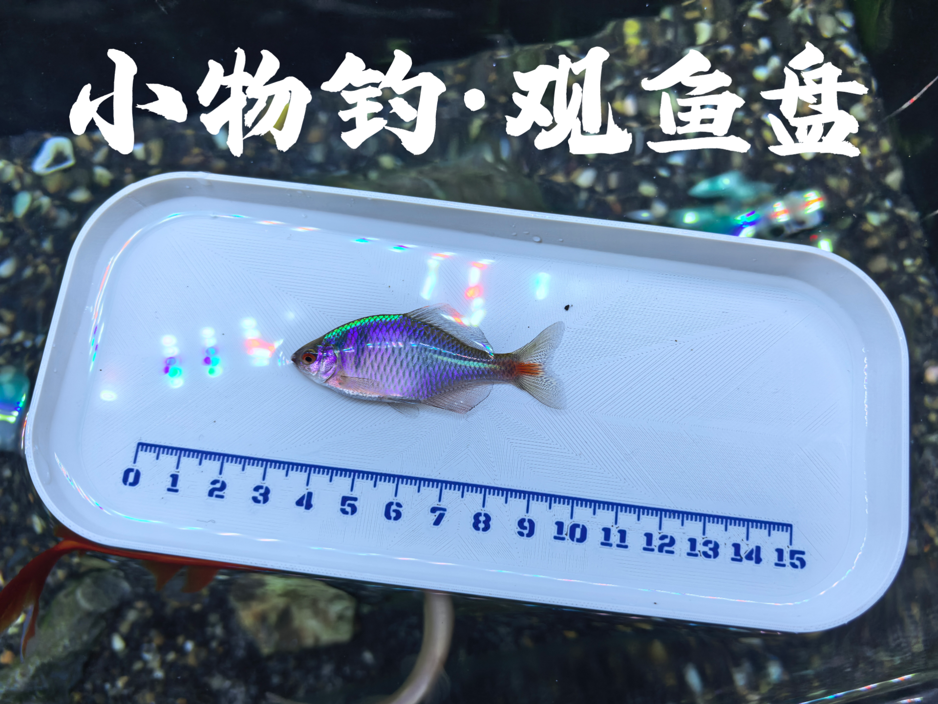 Small Object Fishing Fish Viewing Plate by Rishi MakerWorld: Download ...