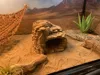 sandstone hideout (sm) 