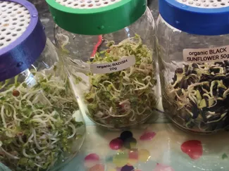 Sprout Seeds TwistOff Lid Changeable Mesh Inserts
