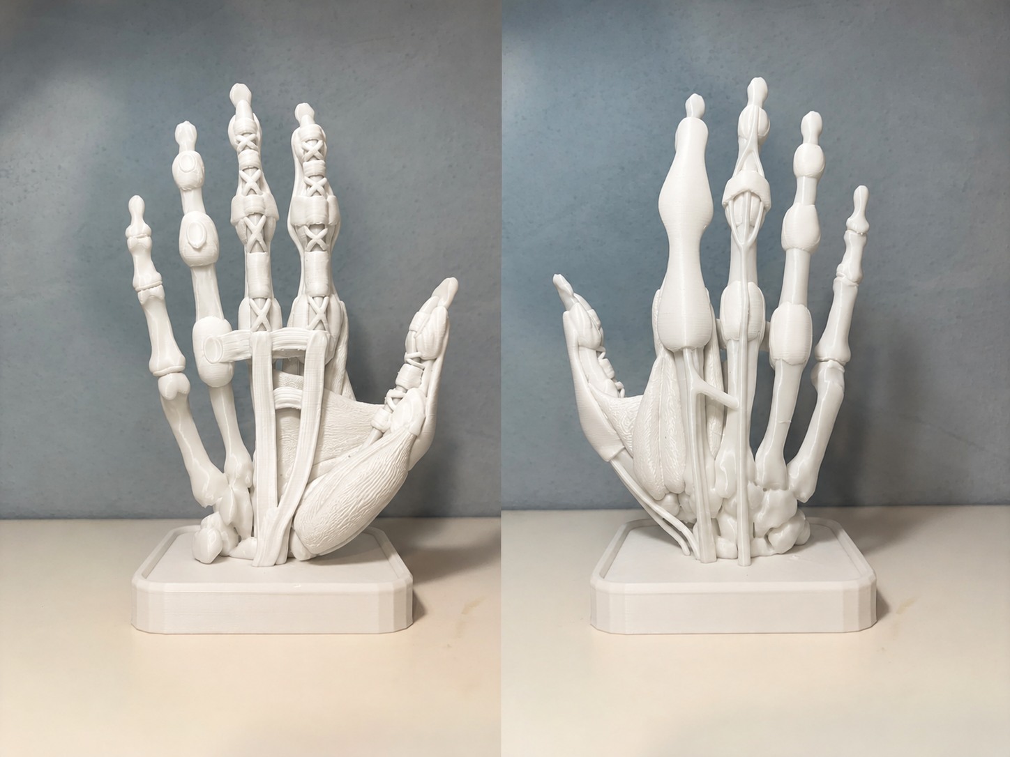 Detailed Human Hand & Wrist Layered Anatomy Model - 1