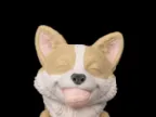 Willow the Corgi