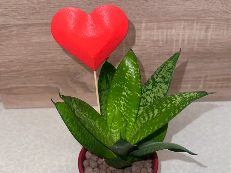 Stab Herz Valentinstag Pflanzen