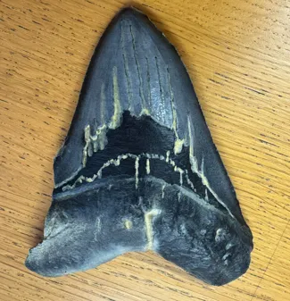 Megalodon tooth
