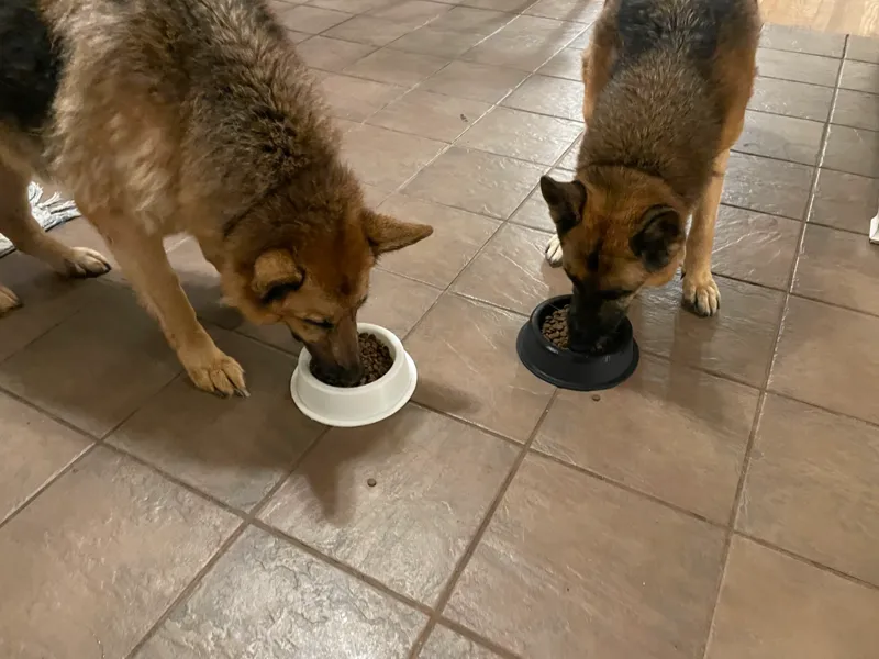 Dog Bowl