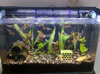 40鱼缸背滤