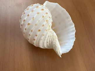 Conchiglia Marina