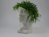 Sophia head with thicker walls.