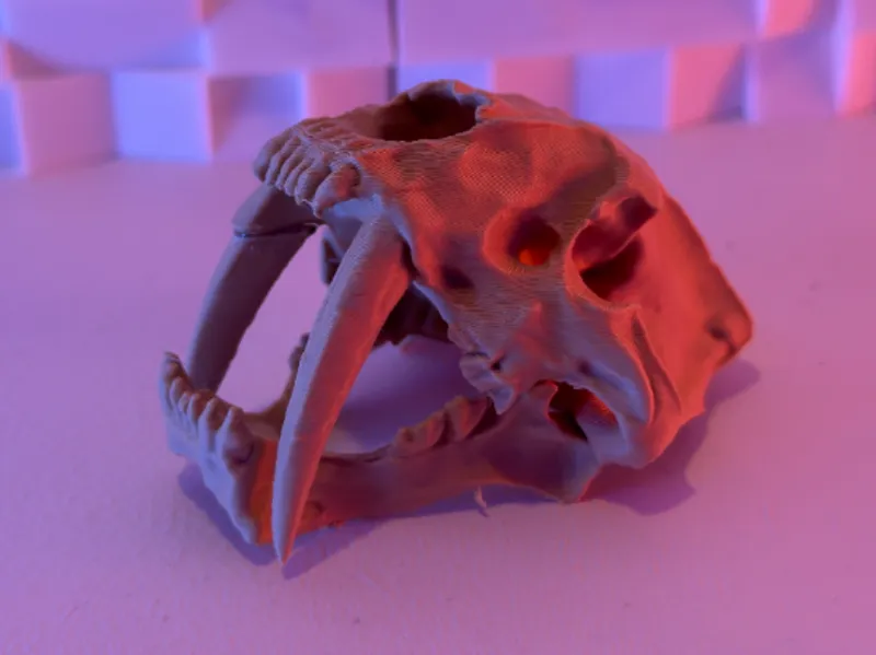 Saber Tooth Skull V2 (15-25 Grams)