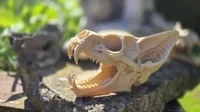 Fantasy Skull Variante 2