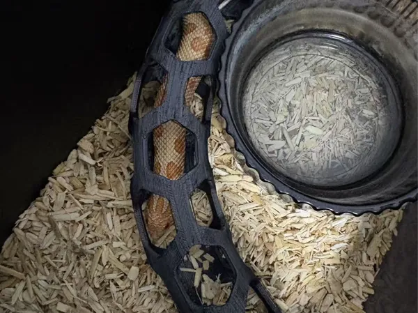 https://makerworld.bblmw.com/makerworld/model/USb8e1fd9d0afcfb/design/2025-04-01_494a061d7fd91.jpg
