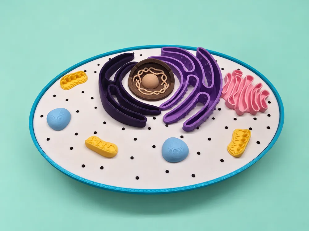 Animal Cell (Educational Model) - Free 3D Print Model - MakerWorld