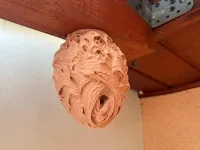 PETG