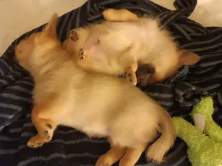 mes bébé