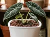 Square Net Pot for 3.7 x 4.5 Amazon Self Watering Pot