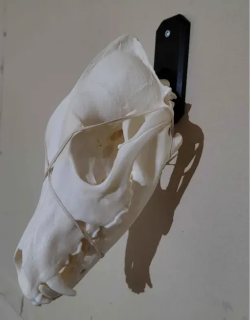 Skull Mount Hook - Small