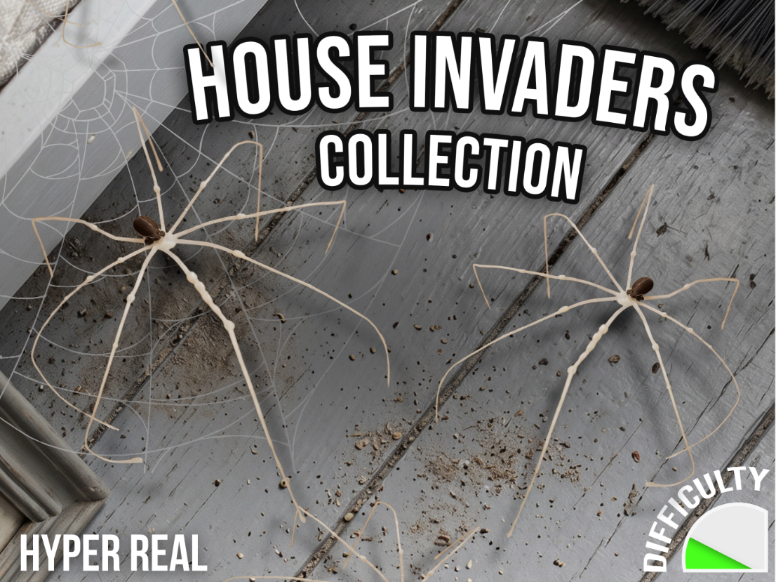 House Invaders - Daddy long-legs spider