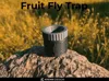 Fruit Fly Trap