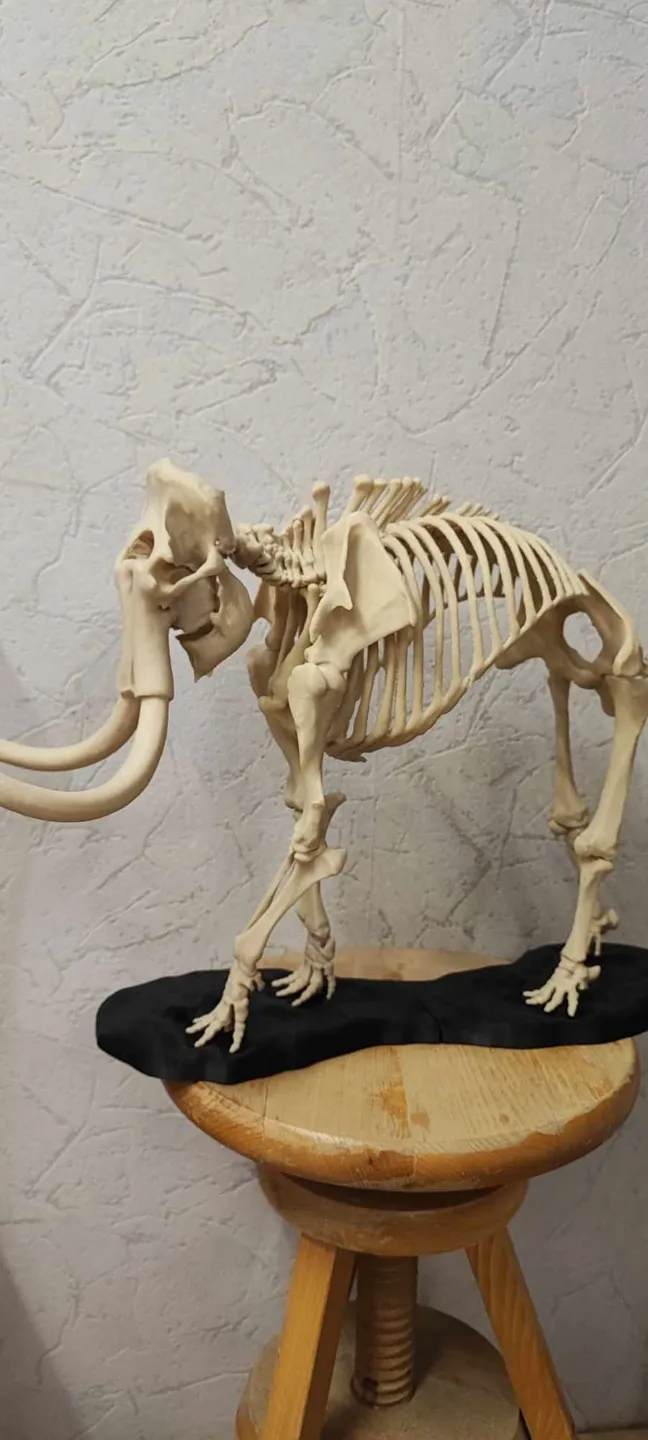 Woolly Mammoth Skeleton