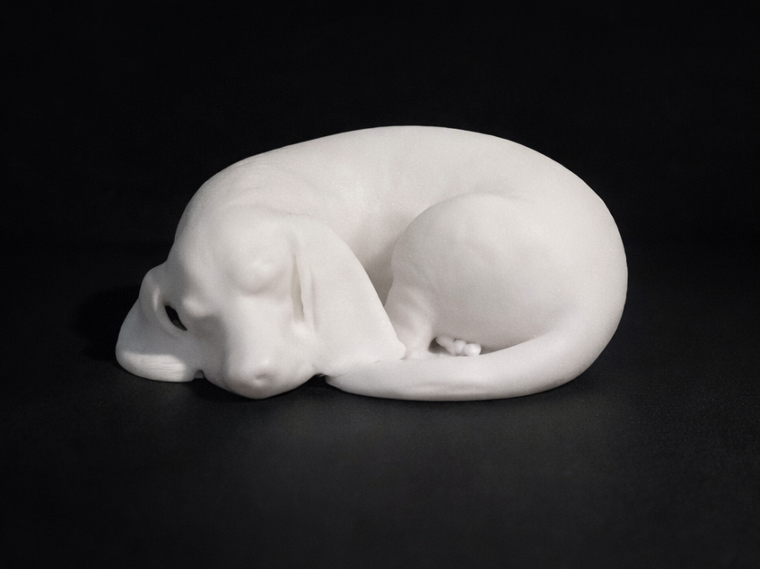 Cute Sleeping Basset Hound - Dog