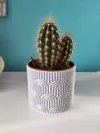 12cm diameter - approx. 10cm high 