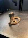 Cobra Snake - AMS