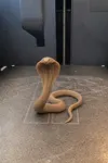 Cobra Snake no AMS