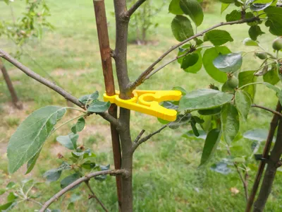 Plant clip