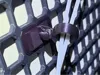 0.16mm layer, 5 walls, 20% infill