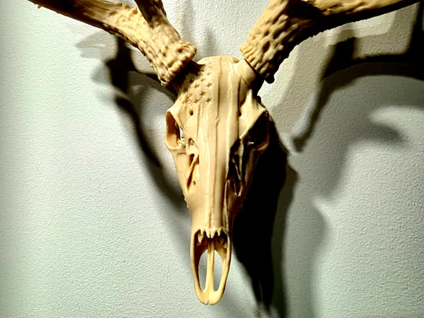 https://makerworld.bblmw.com/makerworld/model/USb9b3e38ddef905/design/bad6419199d03e51.jpg