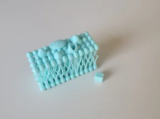 Biomembran