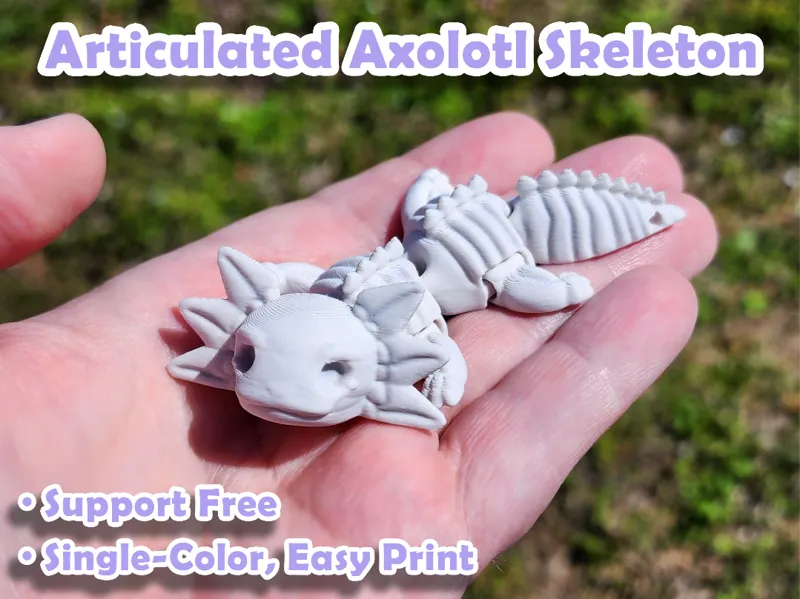 Articulated Axolotl Skeleton