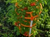 TomatoSystem_V2_Storm Edition_X1C-Profile