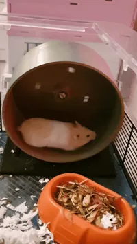 Roue pour hamster — photo 2