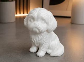Shih Tzu dog