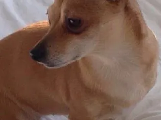 little dog
