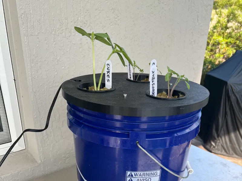 5‑Gallon Triple‑Plant Hydroponic Bucket System