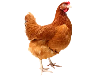 chicken