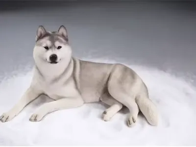 Husky at Rest