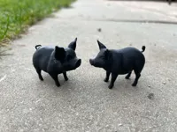 Petits cochons de la ferme — photo 2