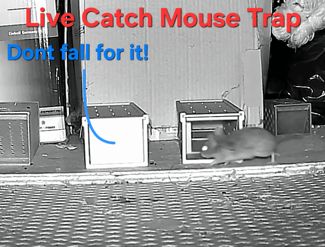 Mouse Trap Live Simple and Robust