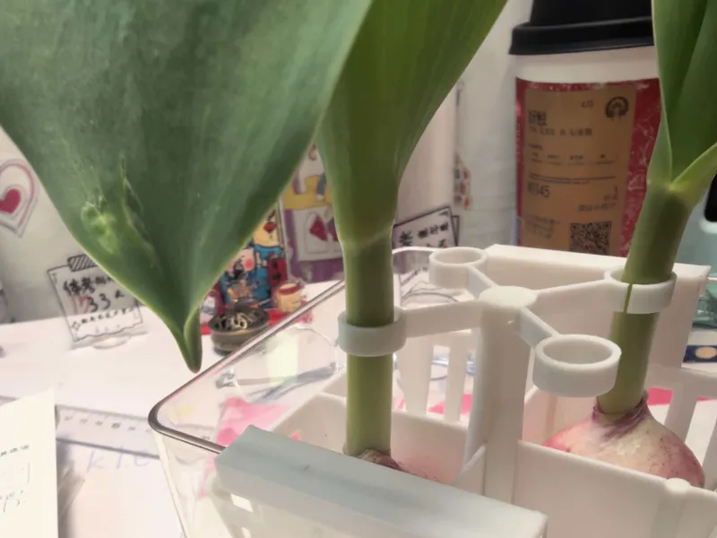 水培郁金香防倒支架