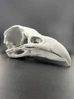 Crâne de corbeau — photo 4