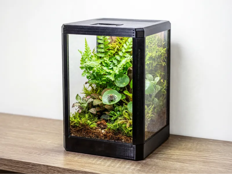 JUMPING SPIDER TERRARIUM MINI