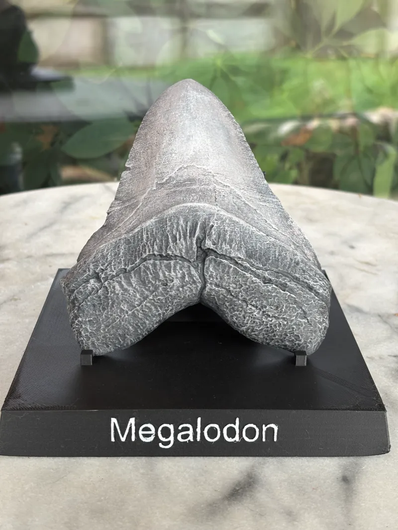 Megalodon Tooth Display